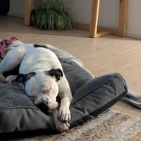 Photo of Nala