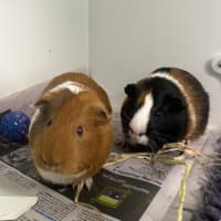 Photo of Piglet (Bonded With Poppy)