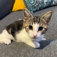 Photo of Pebbles