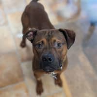 Photo of Roo