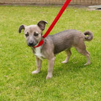 Photo of Bandit
