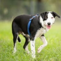 Photo of Presto