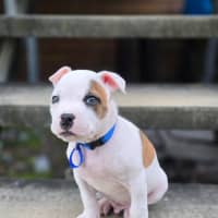 Photo of Alfie   7 Week Old Staffy X Bulldog X (Trial)