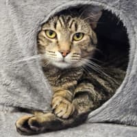 Photo of Nedley