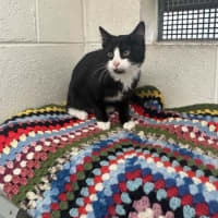 Photo of Tux