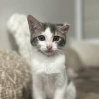 Photo of Cauliflower