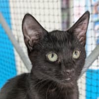 Photo of Fawnie Golden