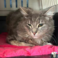 Photo of 🐭 Stevie 🐭