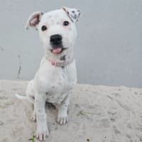 Photo of Stella
