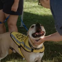 Photo of Hugo   4 Year Old Staffy X