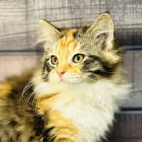 Photo of Ariel   Located In Wallan