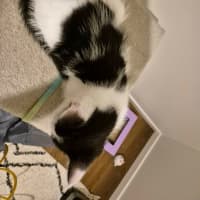 Photo of Penelope Meet Me@Petstock Carrum Downs