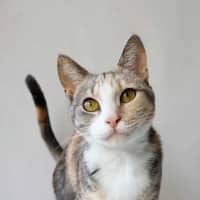 Photo of Lady Marmalade 