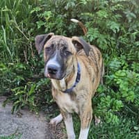 Photo of Bernard *$350 Adoption Fee*