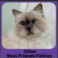 Photo of Chloe 