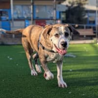Photo of Indi