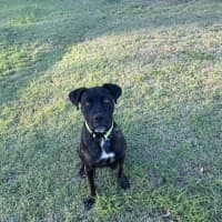 Photo of Lexi *$150 Adoption Fee*