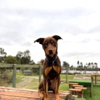 Photo of Otto