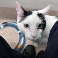 Photo of Popeye
