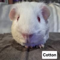 Photo of Cotton