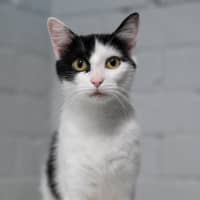 Photo of Daisy