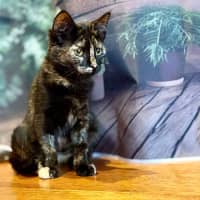 Photo of Sweet Pea   Located In Northcote