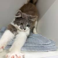 Photo of Elroy