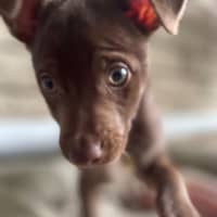 Photo of Domori
