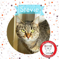 Photo of Stevie *9 Lives Project Rescue*