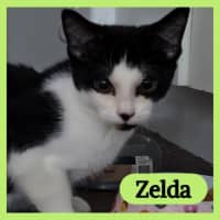 Photo of Zelda