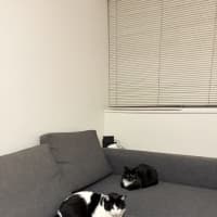 Photo of Inky & Dexter