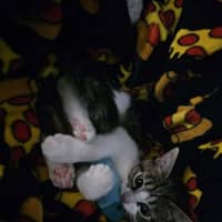 Photo of Jazzy
