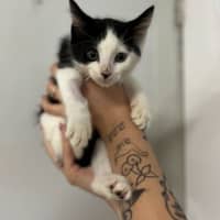 Photo of Alfred Fazel Azimi Pennyworth