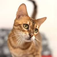 Photo of Clover   Located In Keilor Downs