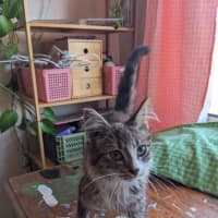 Photo of Teddy   In Foster Care In Thornbury