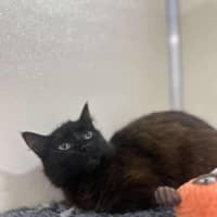 Photo of 🌱 Petunia 5628 🌱