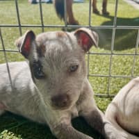 Photo of D1175 Candy