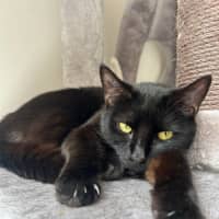 Photo of Jaguar 