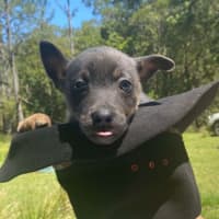 Photo of Pepper   8 Week Old Kelpie X (Trial)