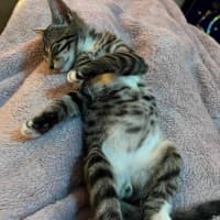 Photo of Loki