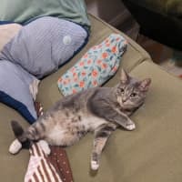 Photo of Ayaka   In Foster Care In Thornbury