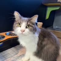 Photo of Puddin