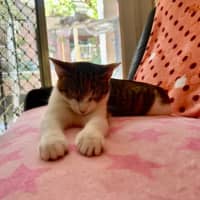 Photo of Lady