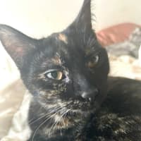 Photo of Pepper