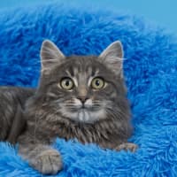 Photo of Mr Darcy