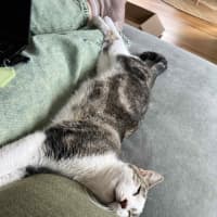 Photo of Fred   In Foster Care In Northcote