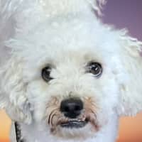 Photo of Buddy