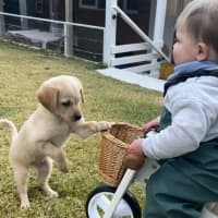 Photo of Maple Woods