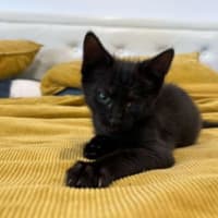 Photo of Skye