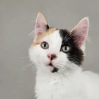 Photo of Bingo